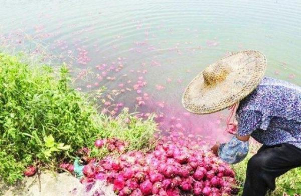 生活小妙招，水果种植技巧与心得分享