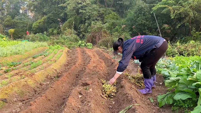 妙招姐分享，种菜技巧与生活小妙招汇总